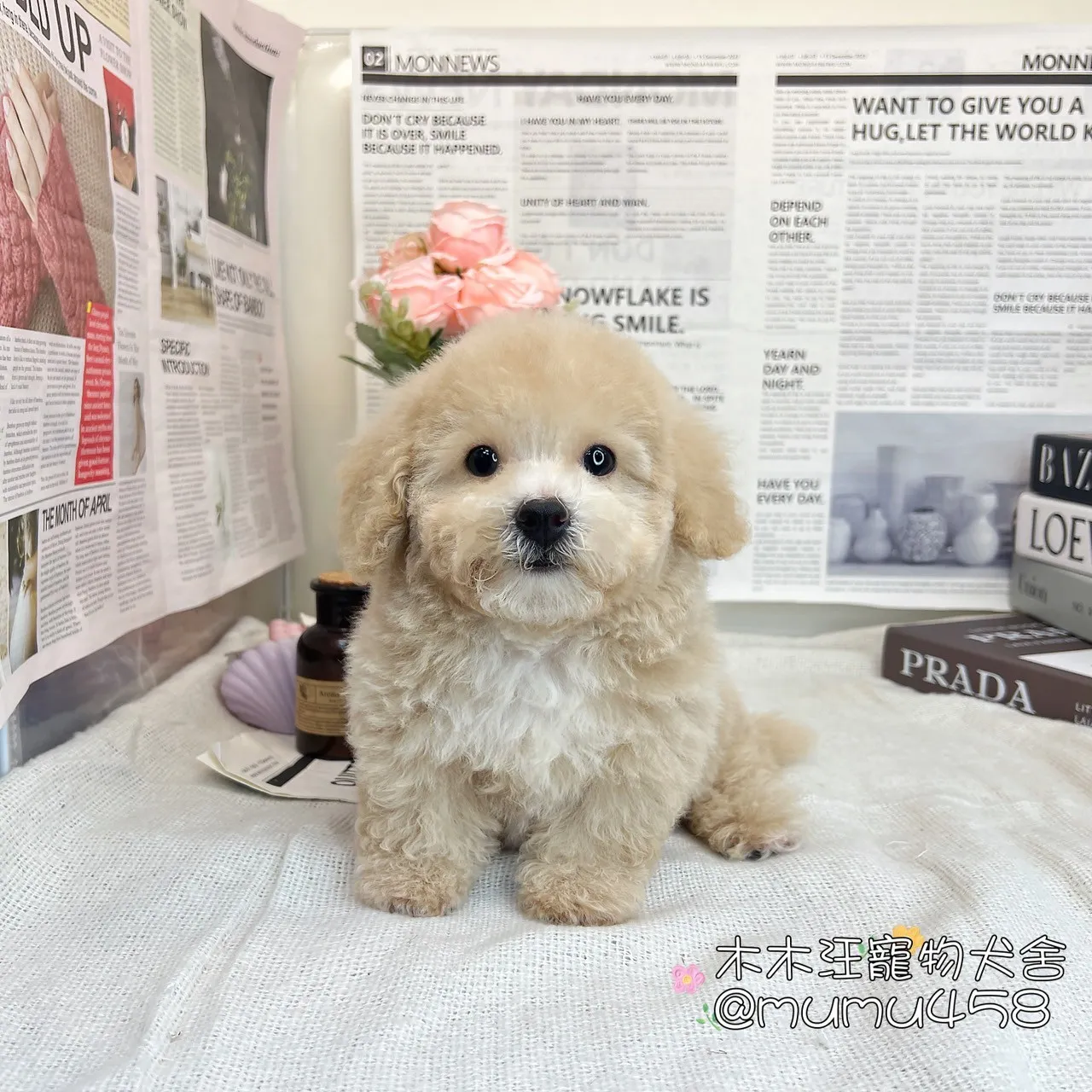泰迪熊奶油色(貴賓比熊)