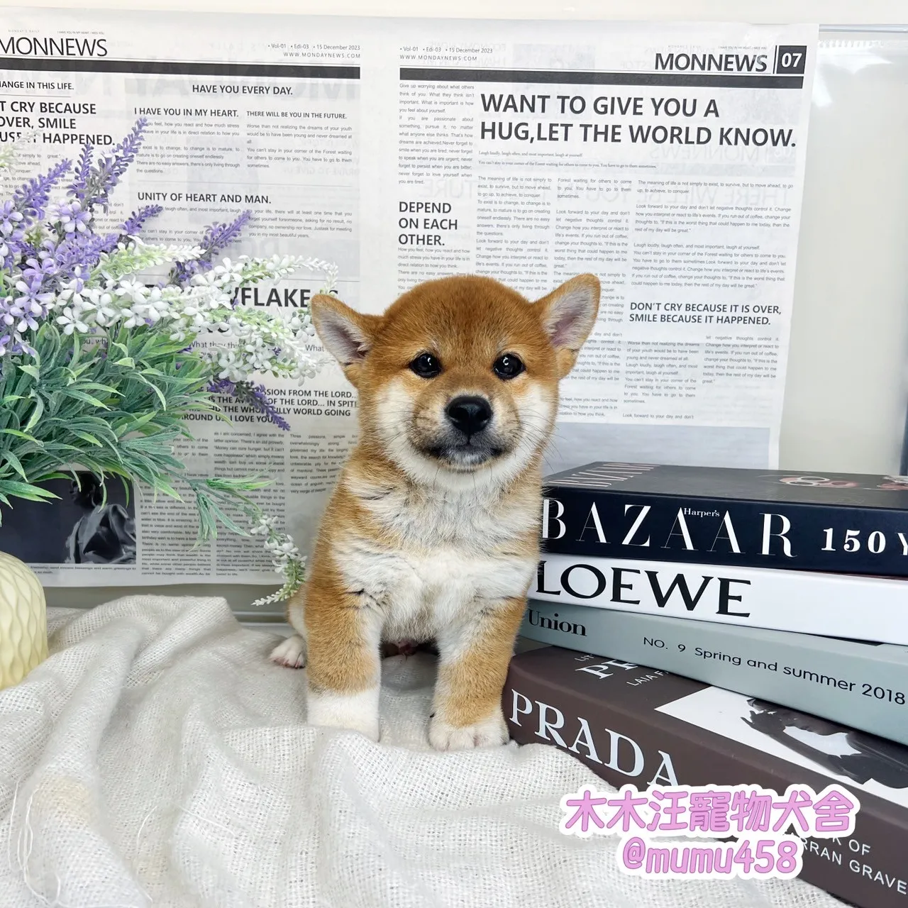 柴犬(赤色)