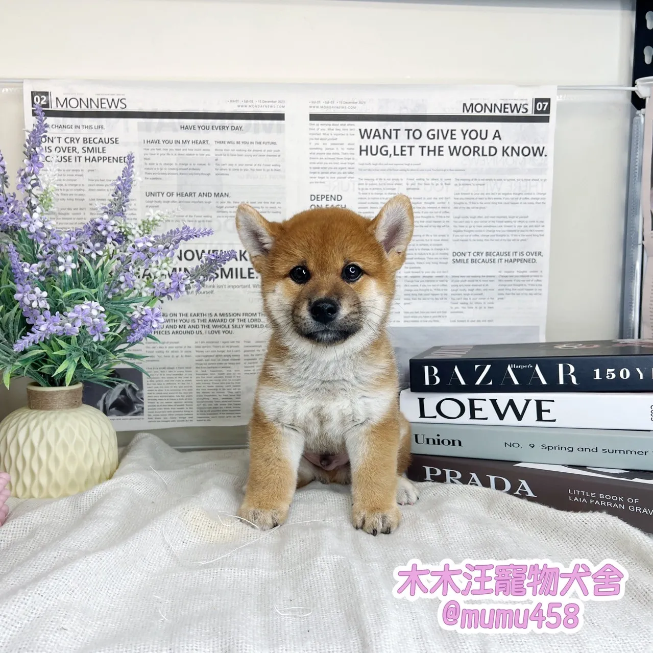 柴犬(赤色)