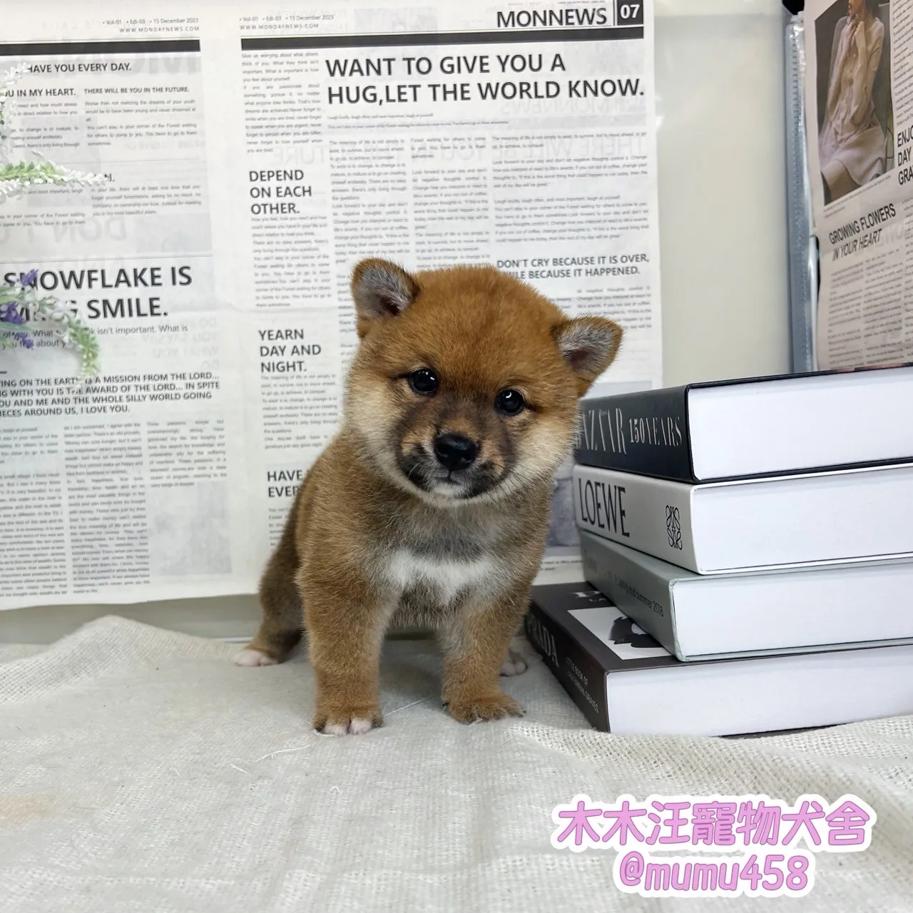 柴犬(赤色)