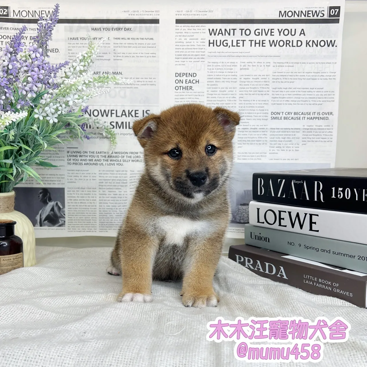 柴犬(赤色)