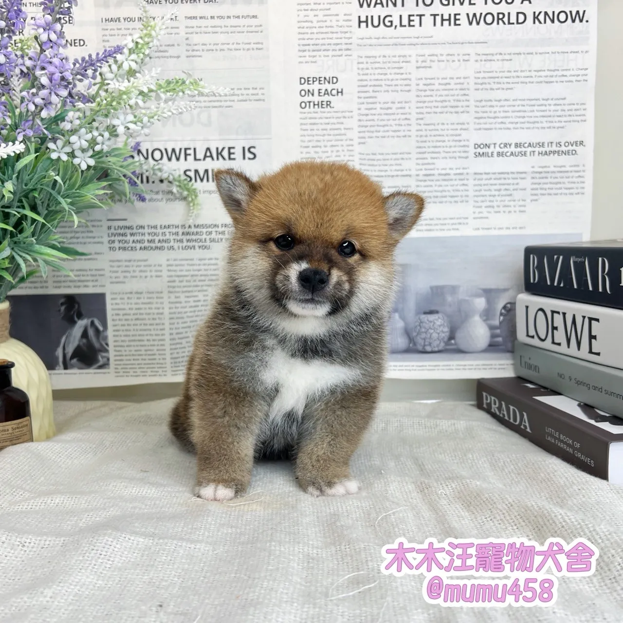 柴犬(赤色)