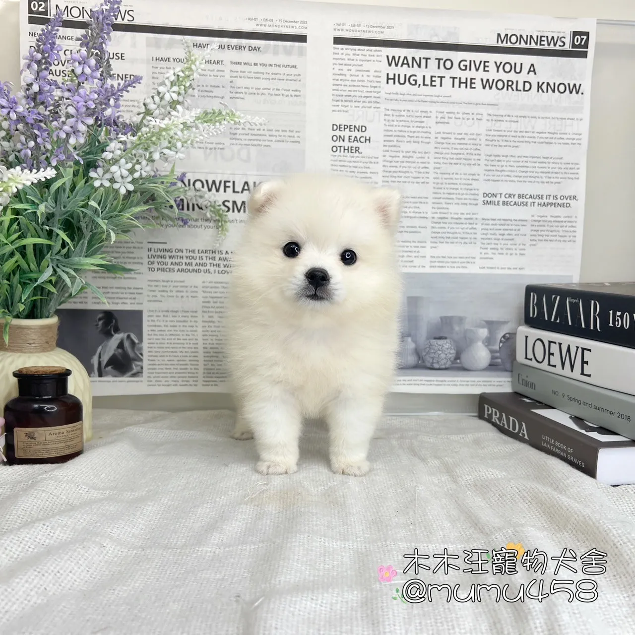 狐狸犬