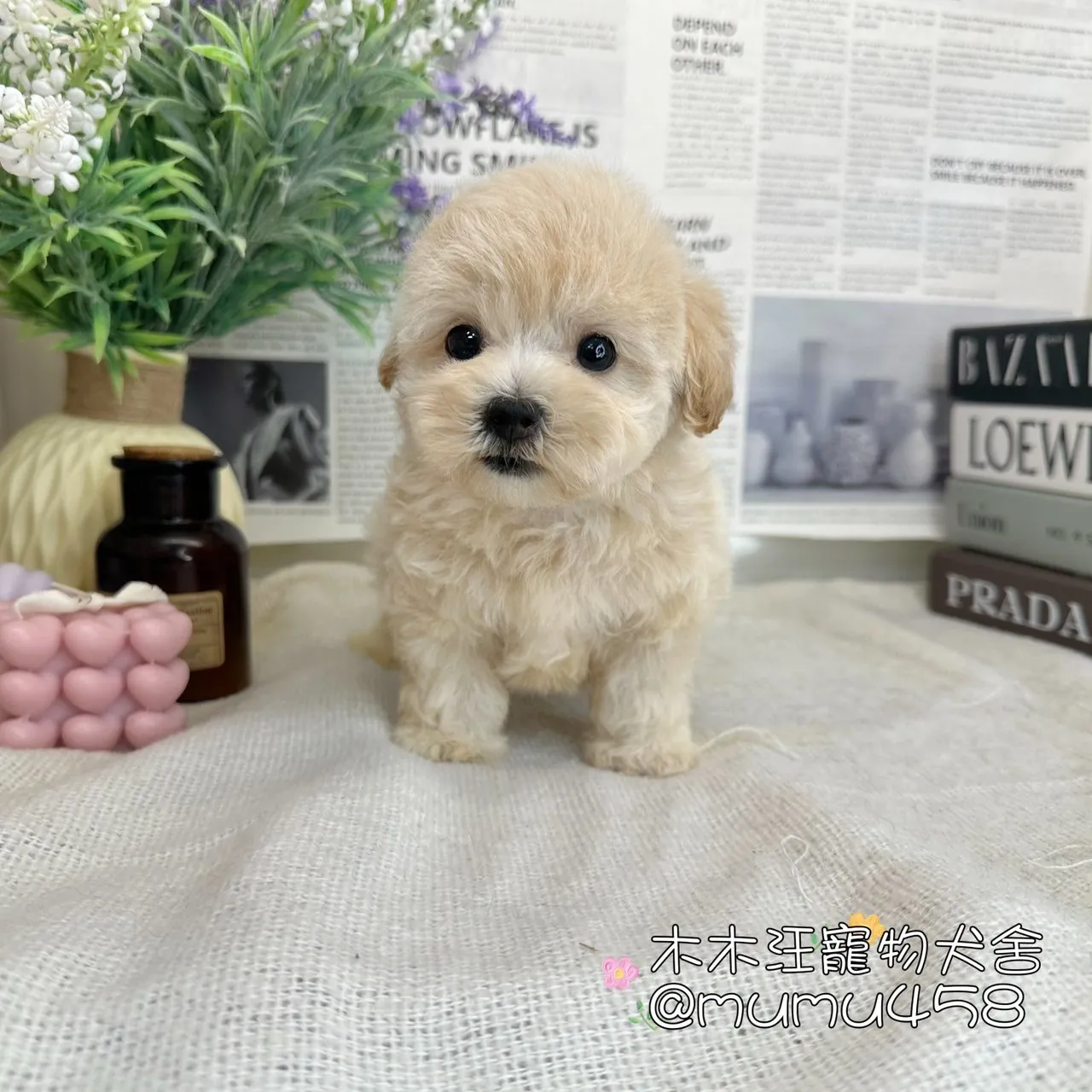 瑪爾泰迪(奶油)