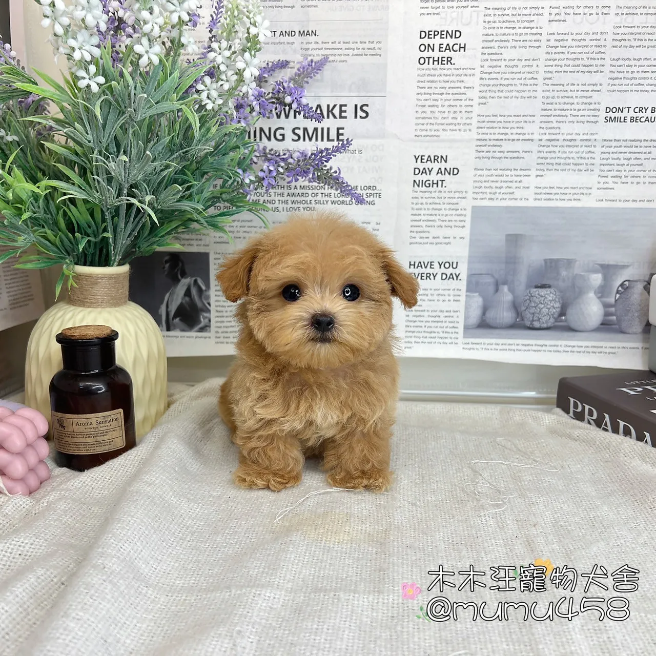 瑪爾泰迪(奶油)