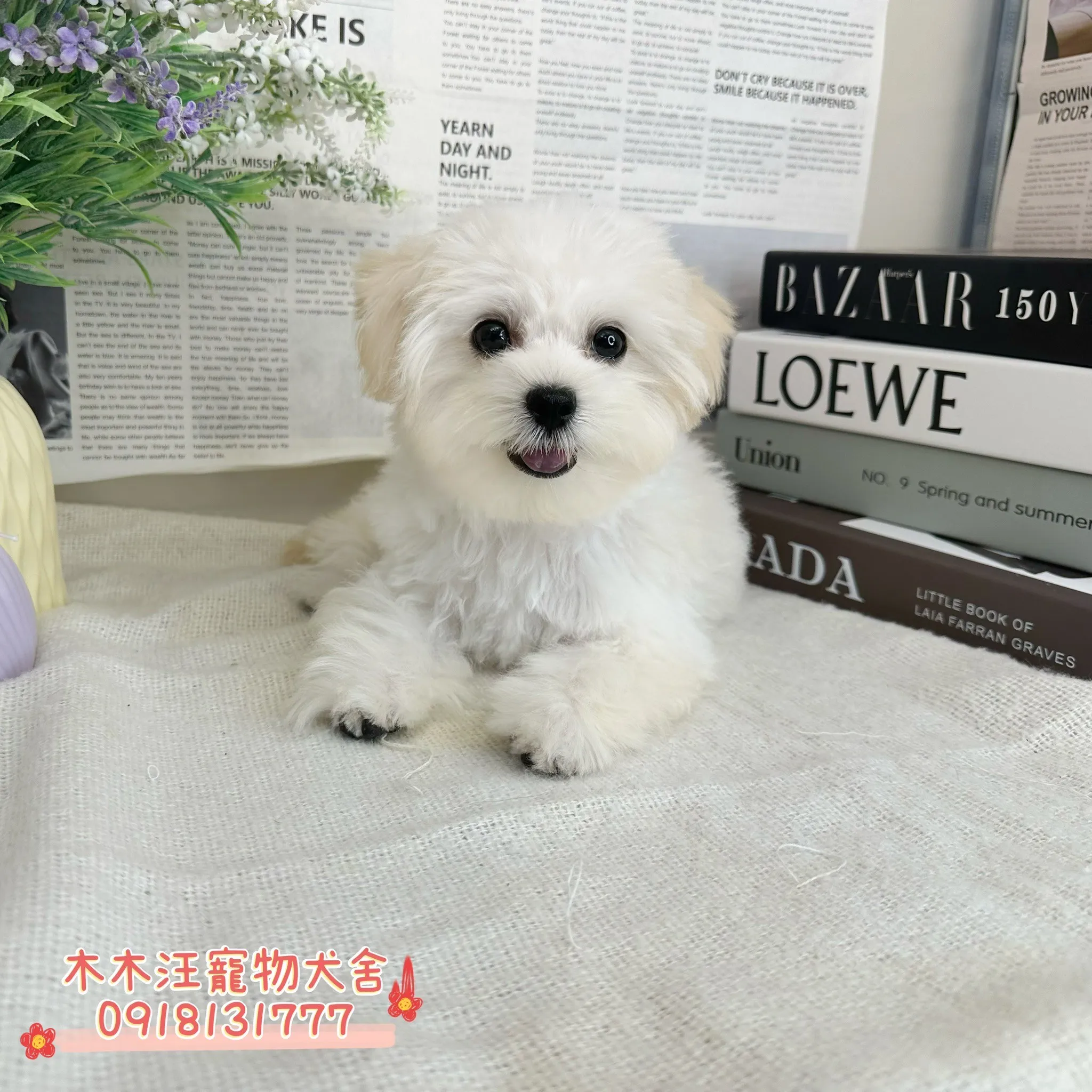 瑪爾濟斯