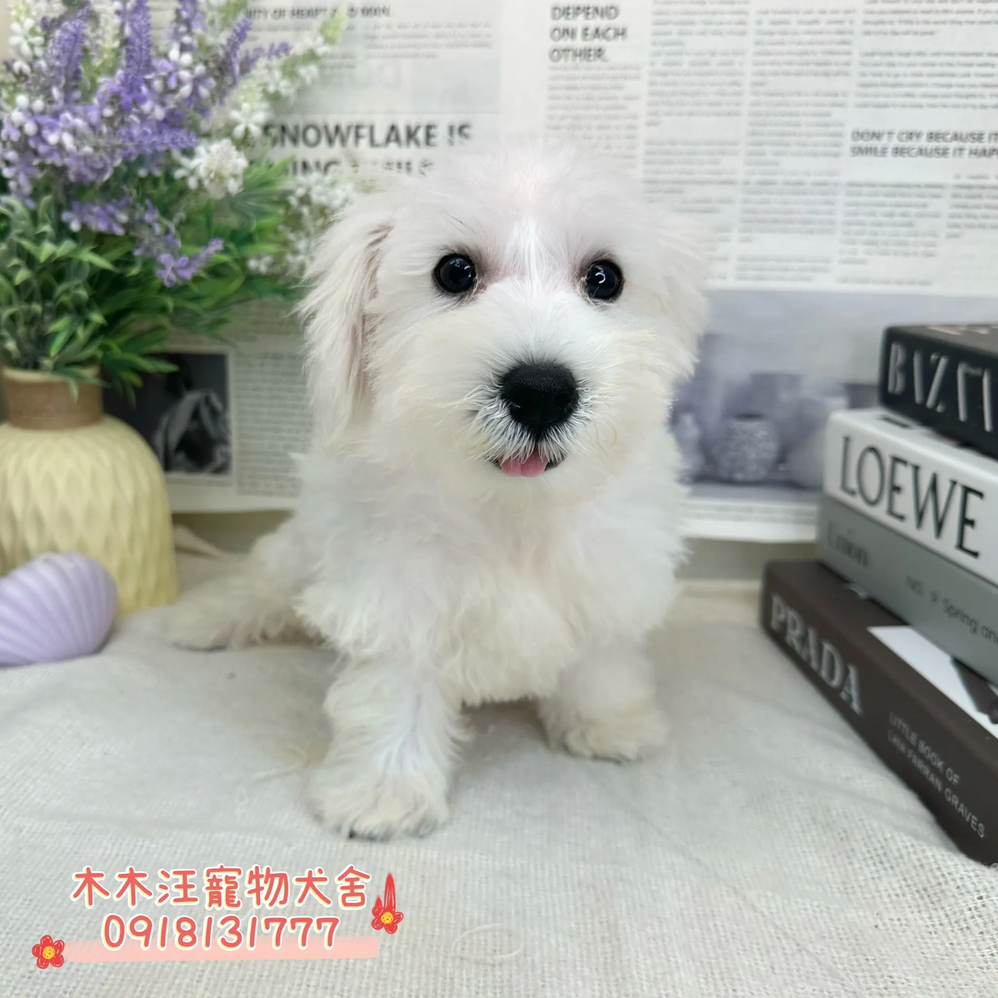 迷你雪納瑞(白色)