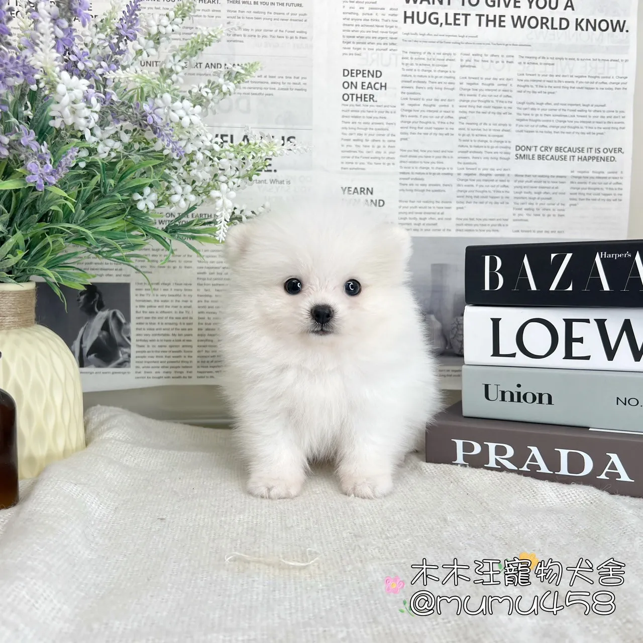 松鼠博美(白色)