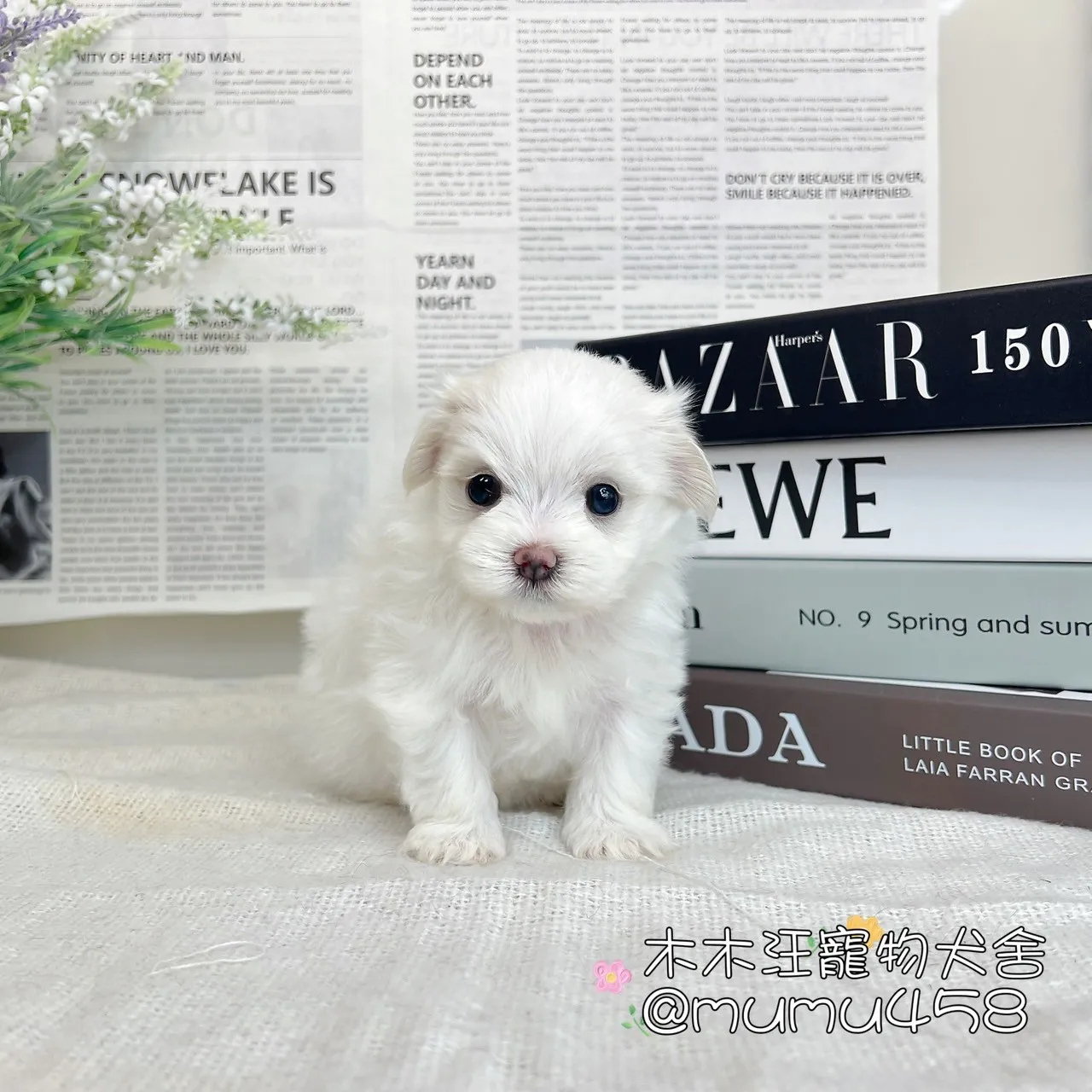 瑪爾濟斯