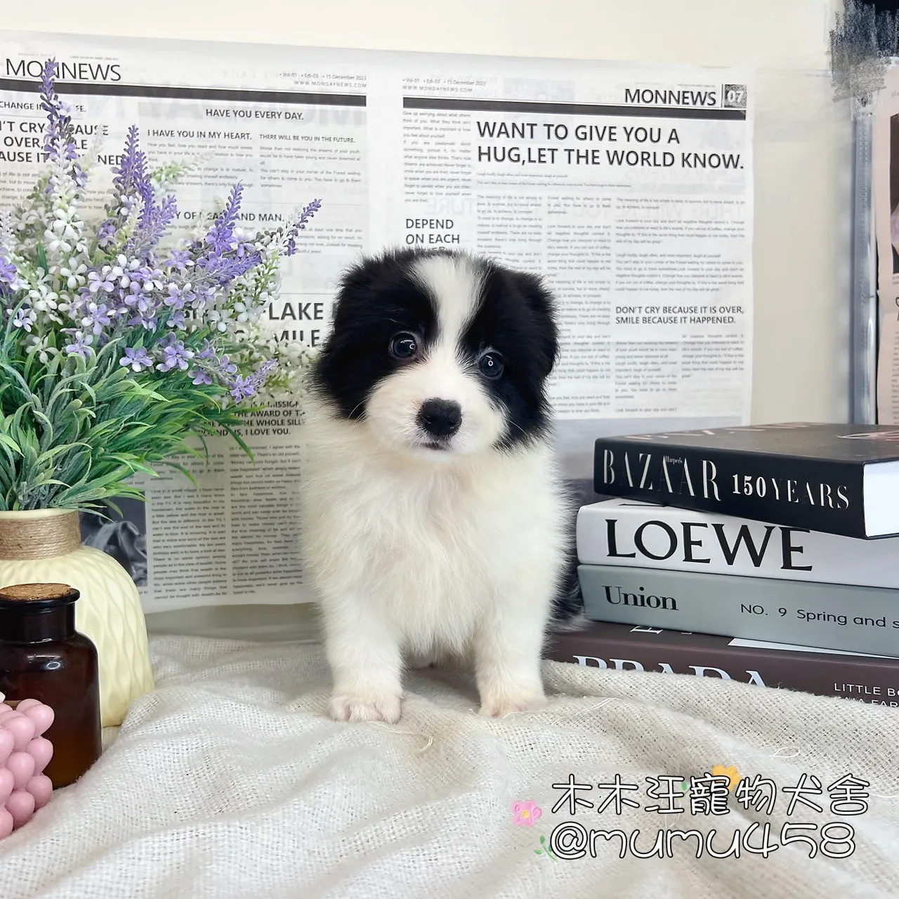 邊境牧羊犬(黑白色)
