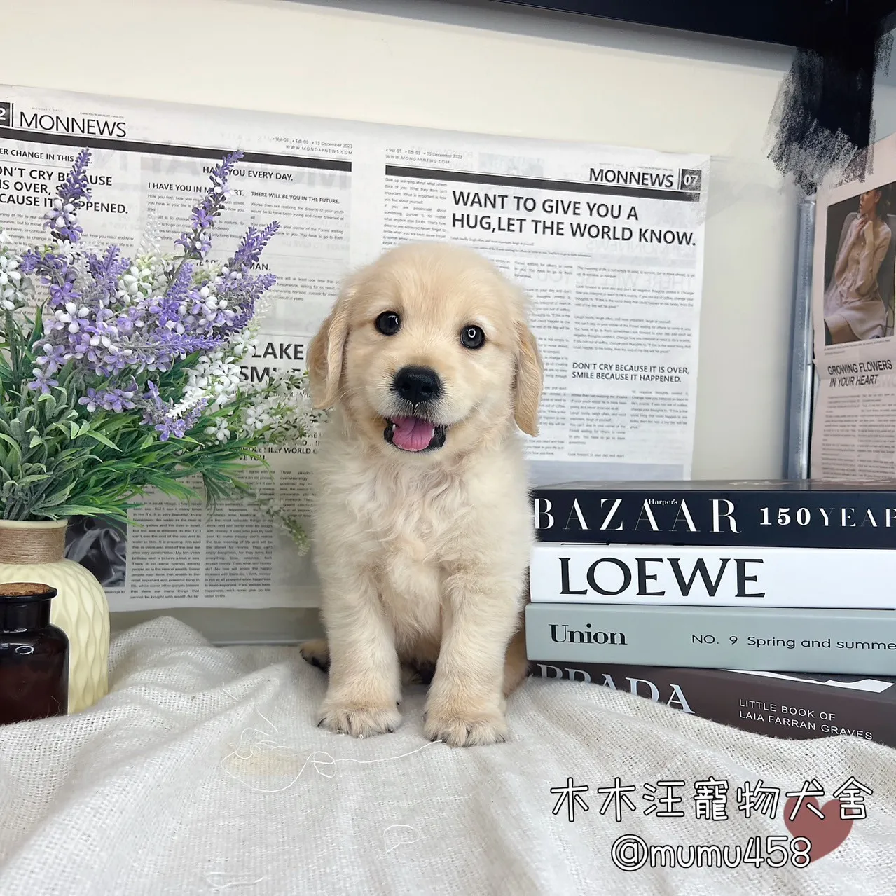 黃金獵犬