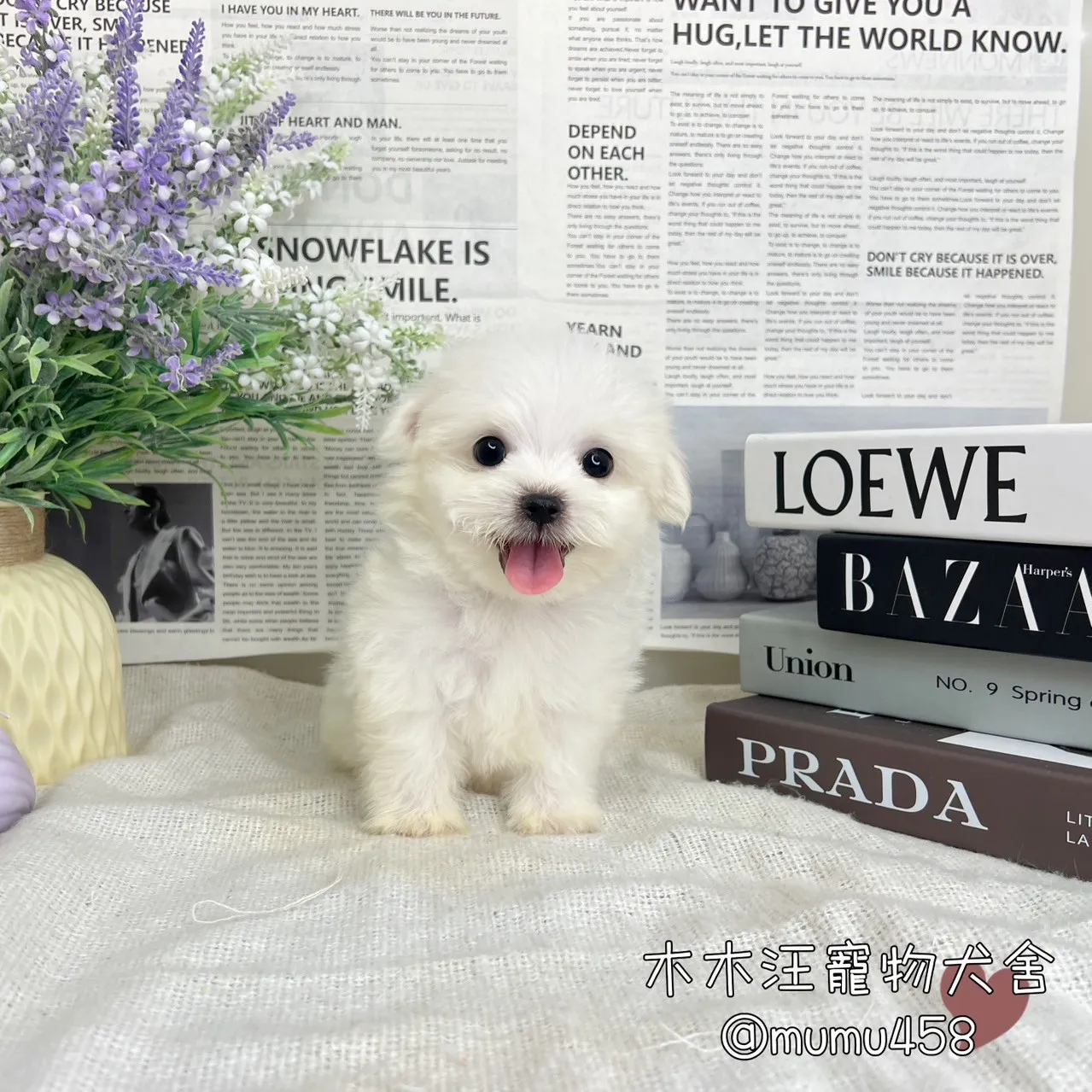 迷你型瑪爾濟斯