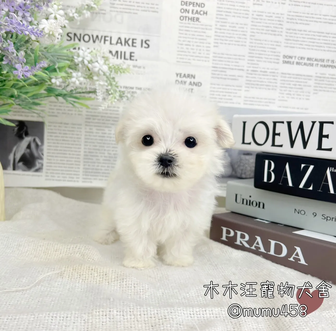 迷你型瑪爾濟斯