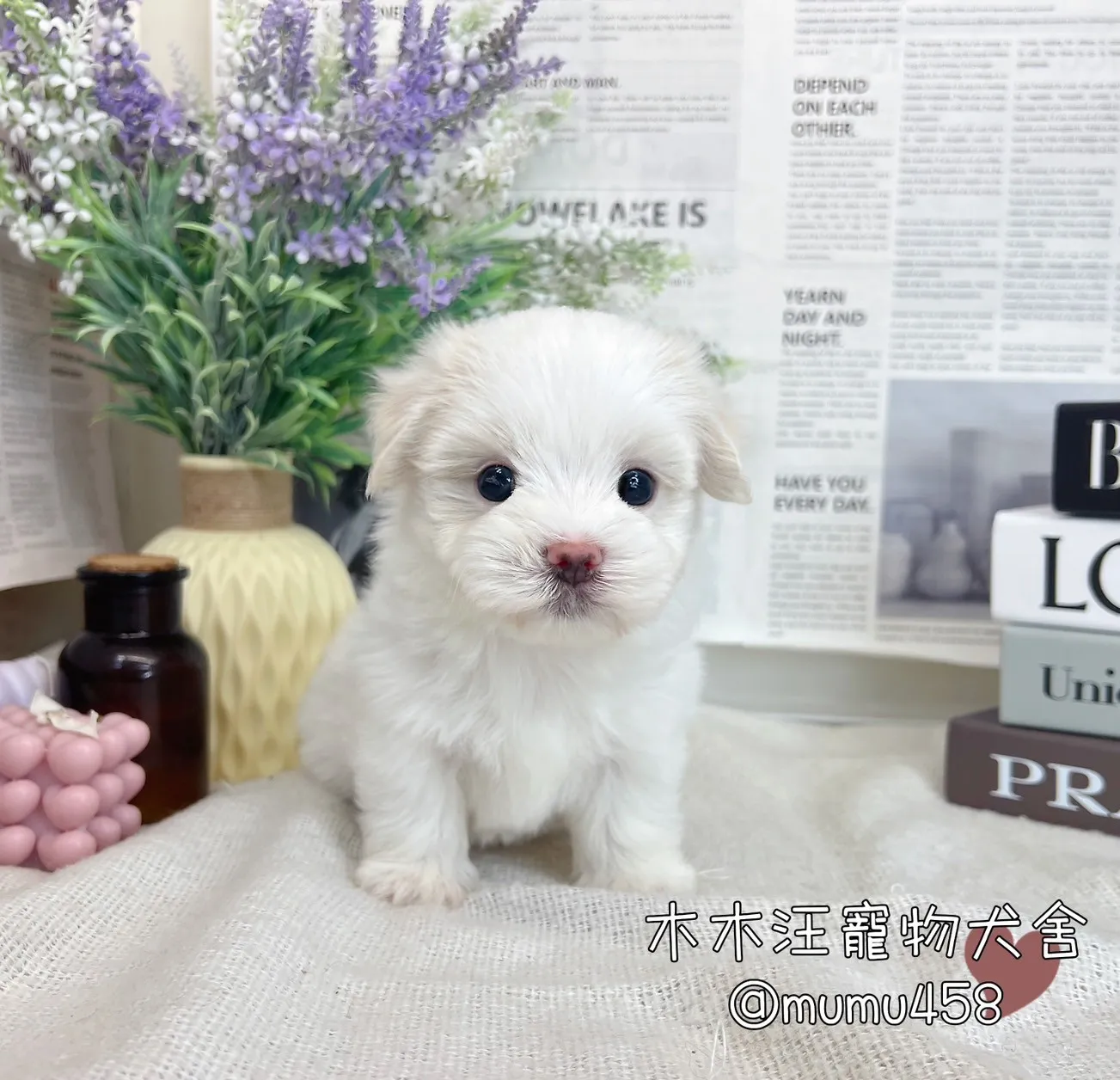 迷你型瑪爾濟斯