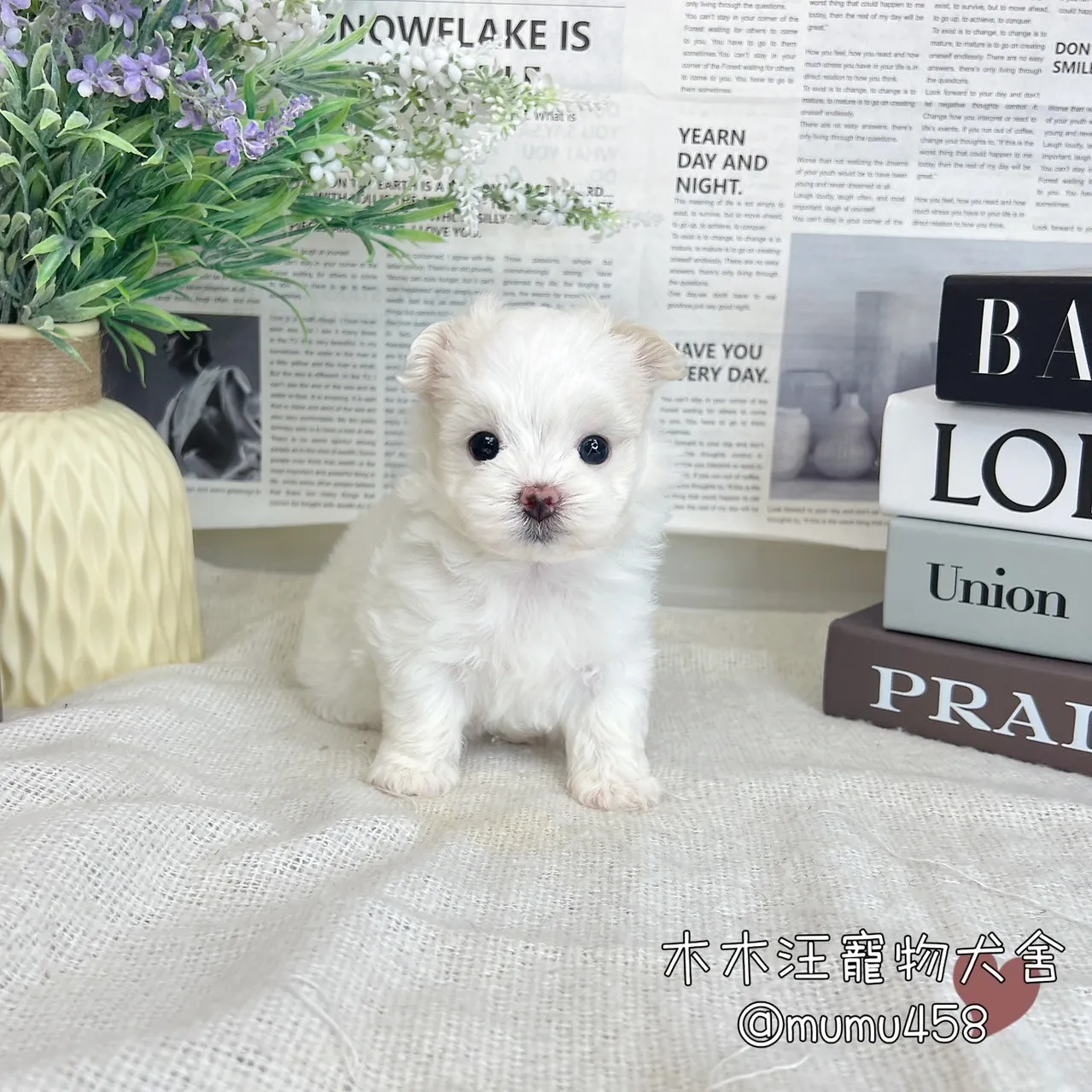 迷你型瑪爾濟斯