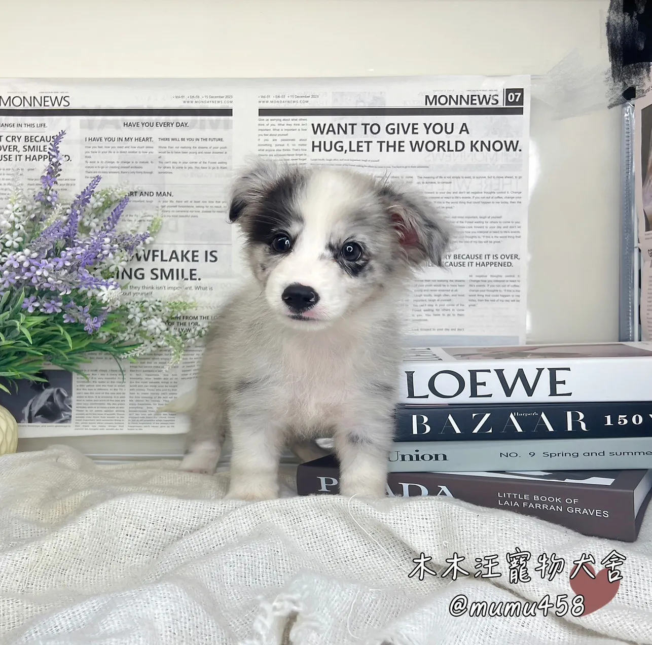 邊境牧羊犬(隕石色)