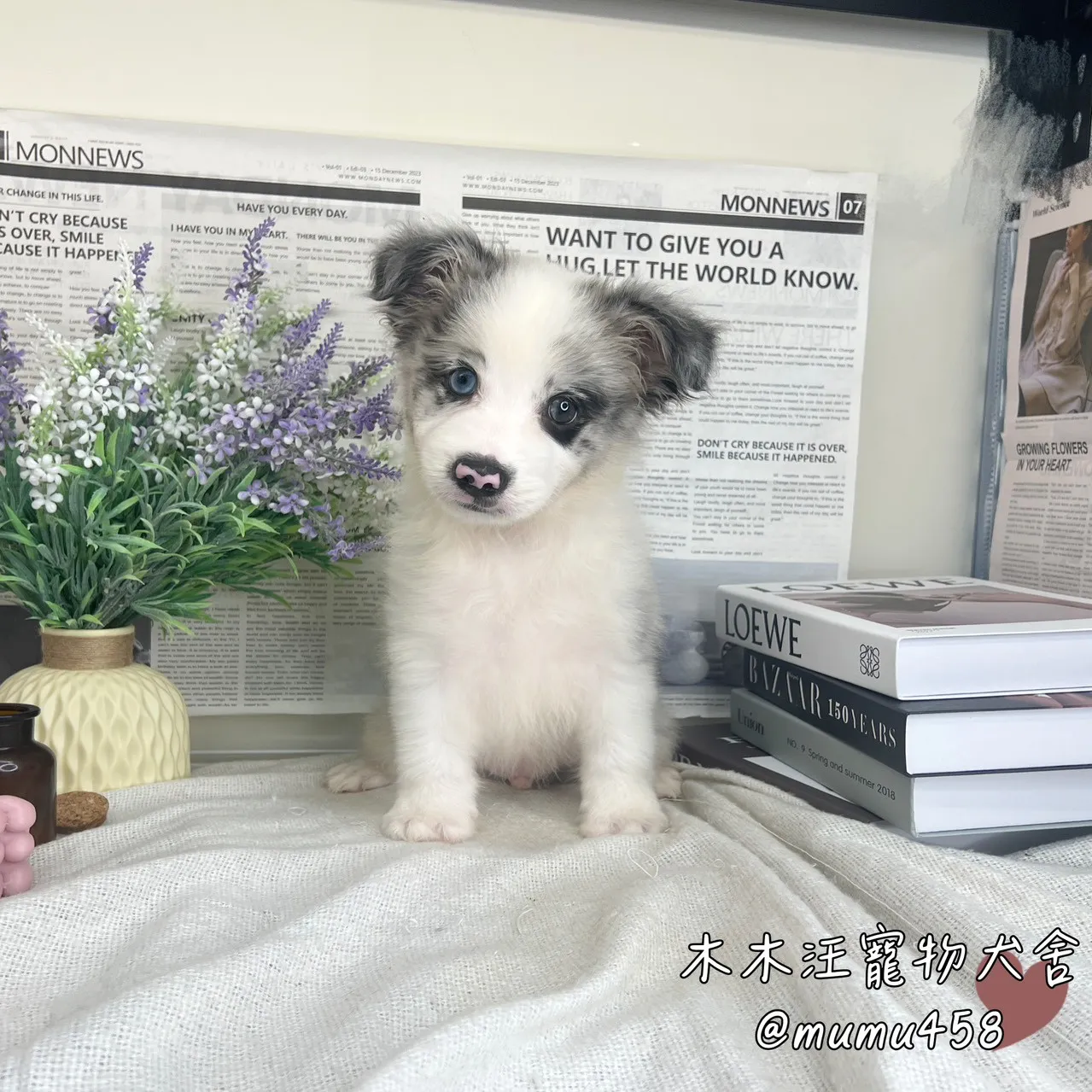 邊境牧羊犬(隕石色)