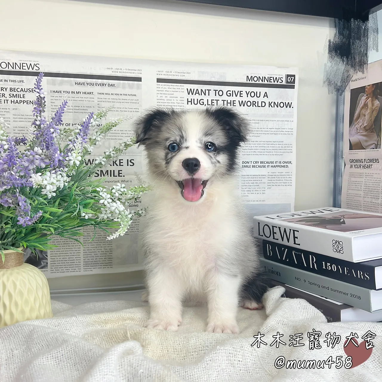 邊境牧羊犬(隕石色)