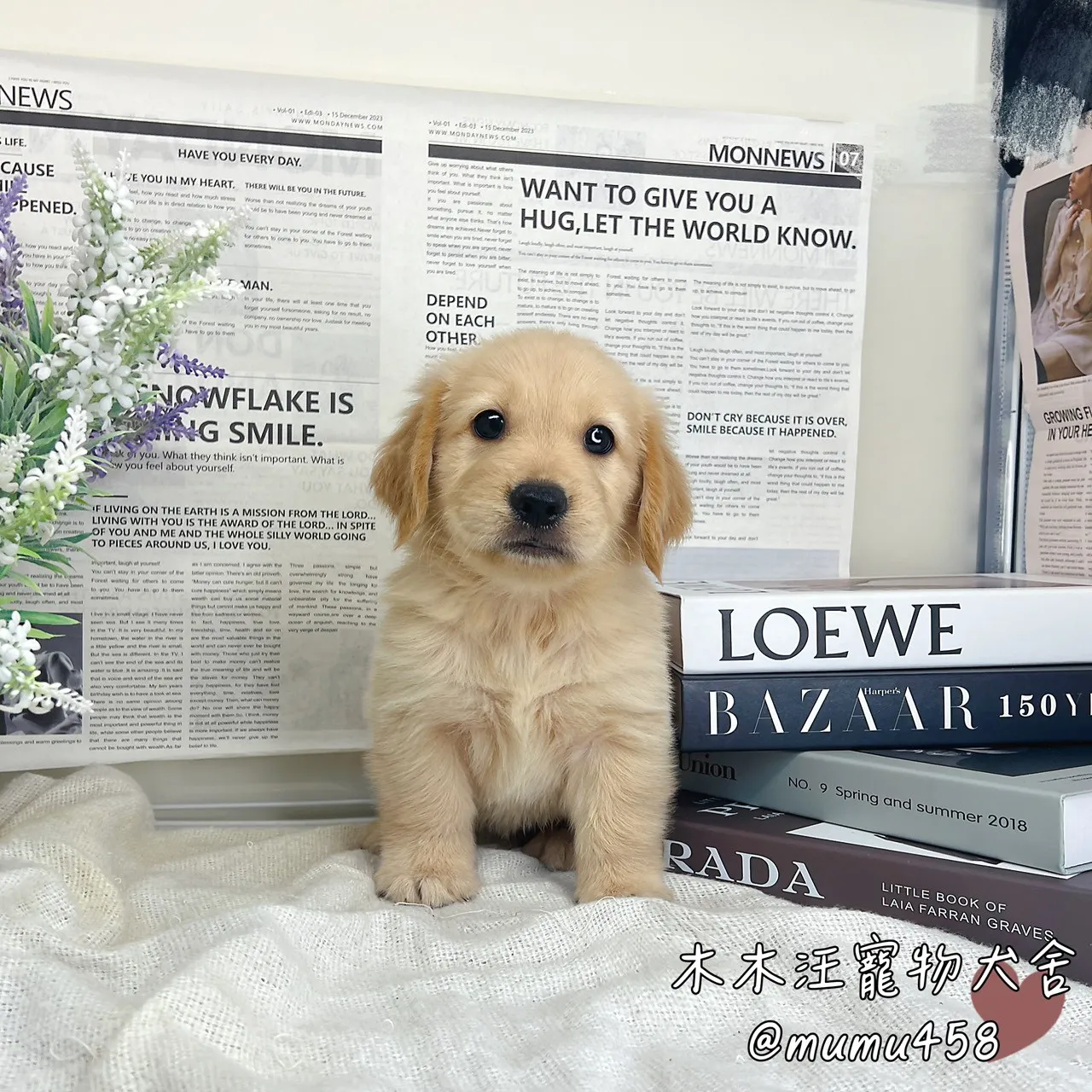 黃金獵犬