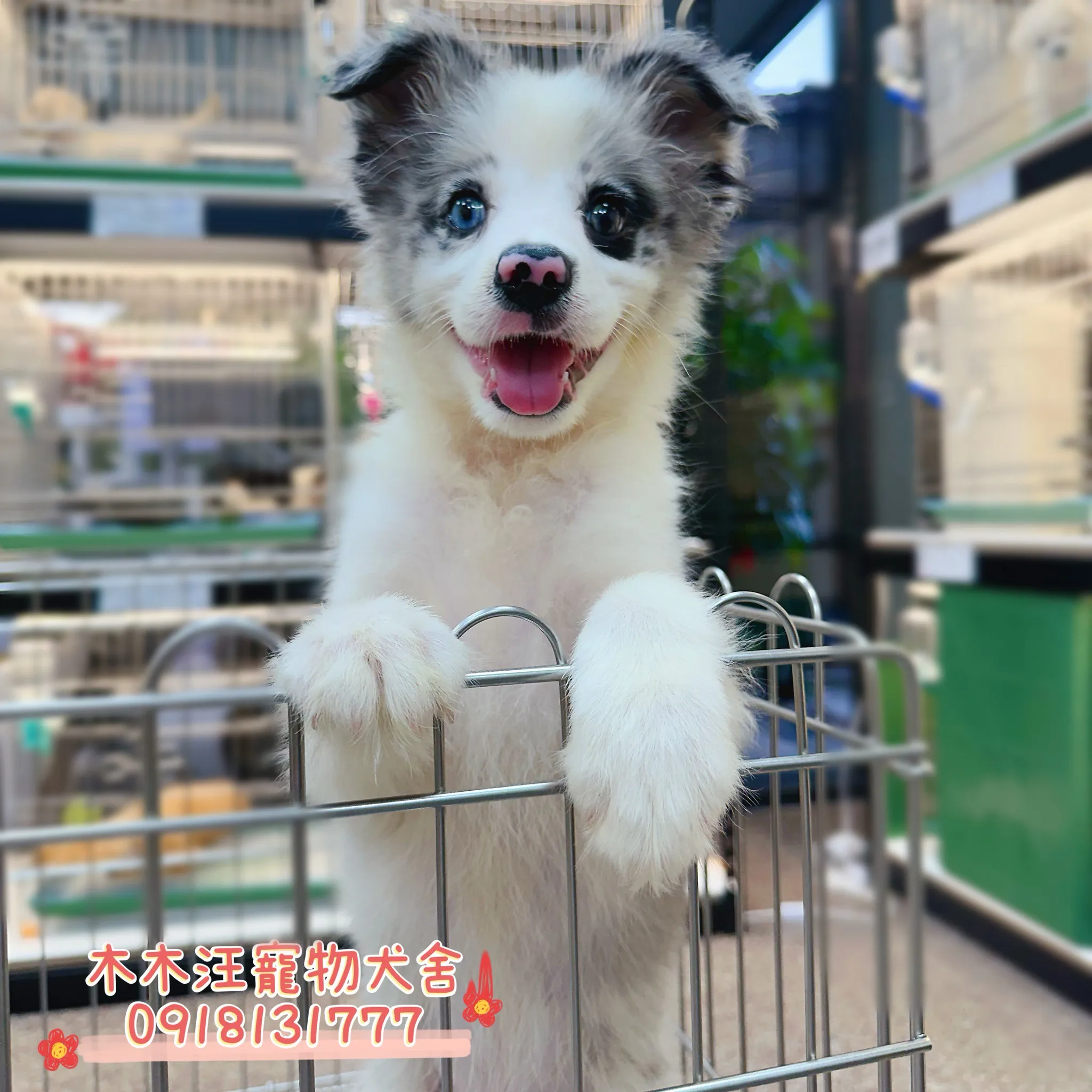 邊境牧羊犬(隕石色)
