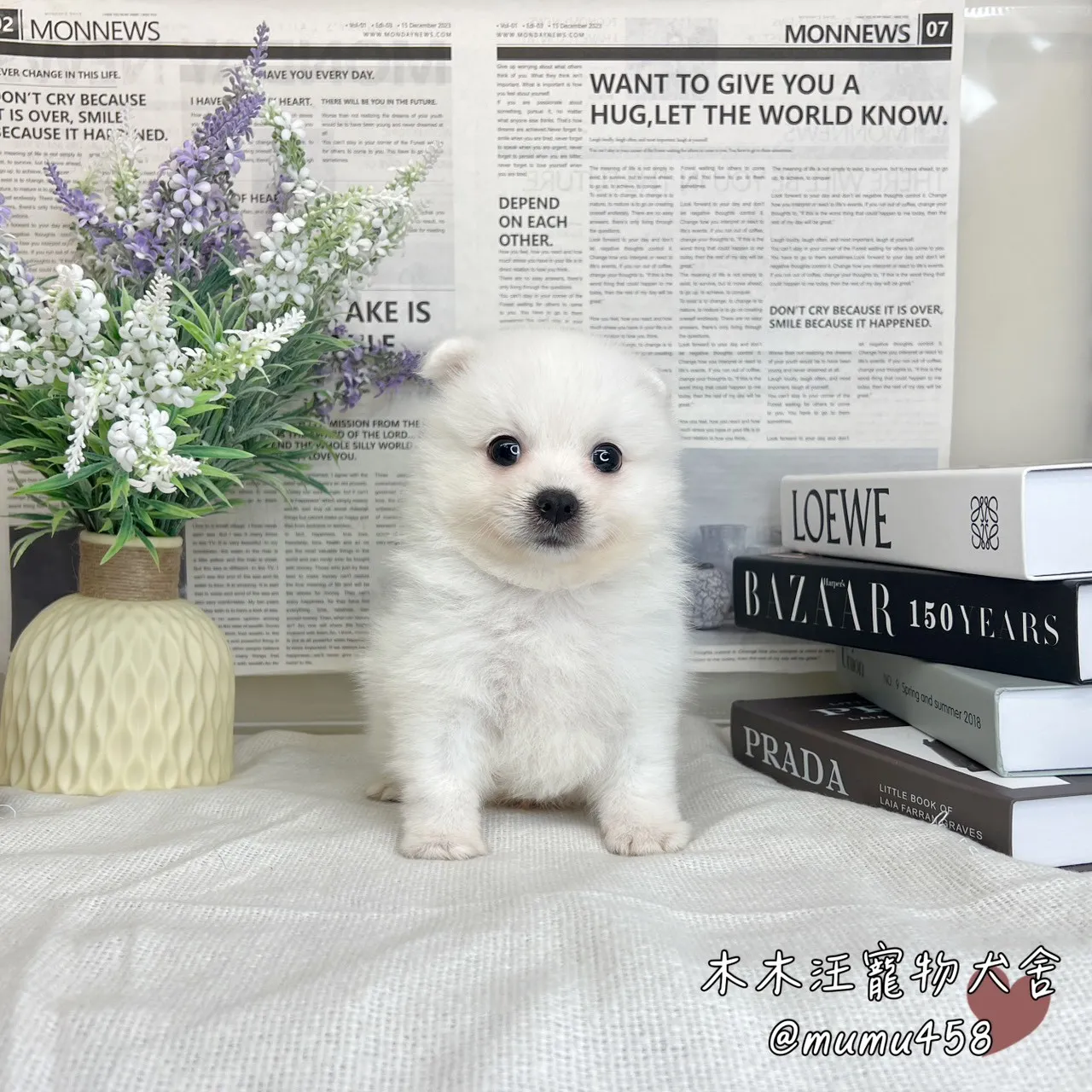 狐狸犬