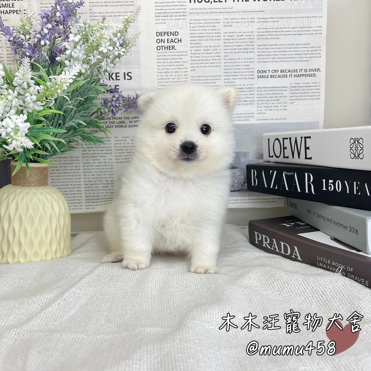 狐狸犬