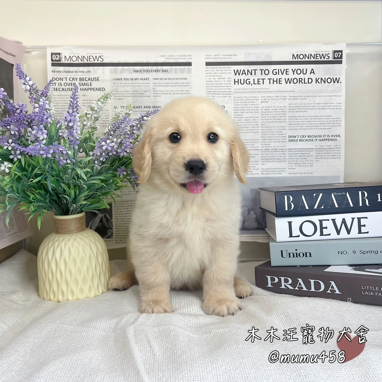 黃金獵犬