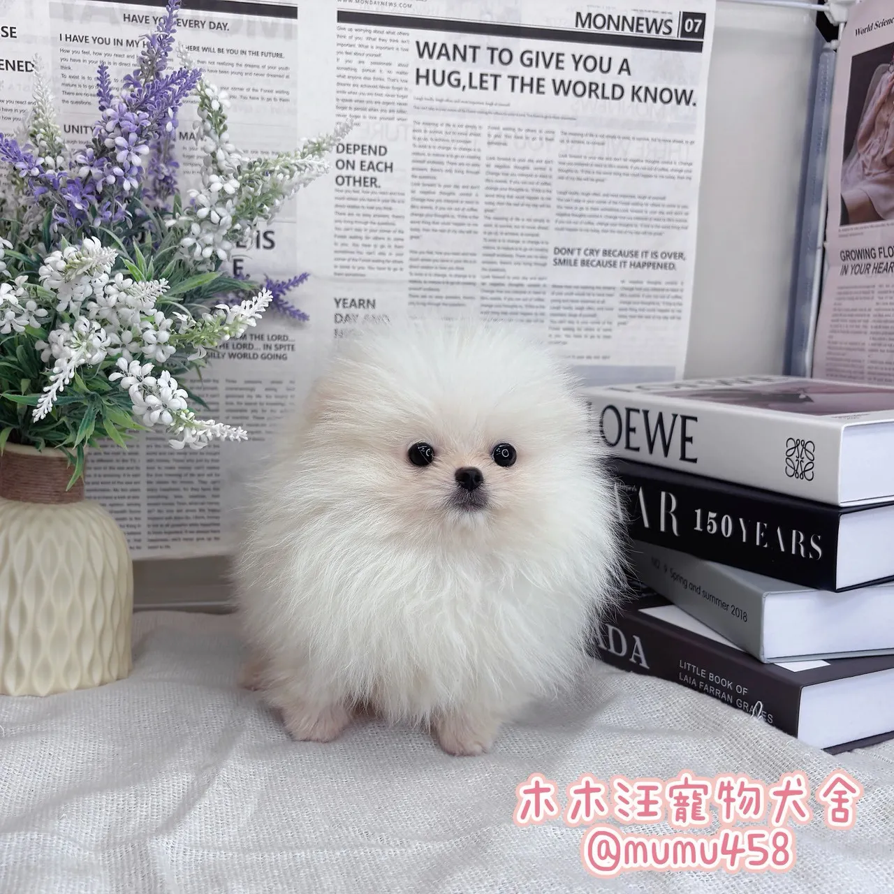 松鼠博美(白)