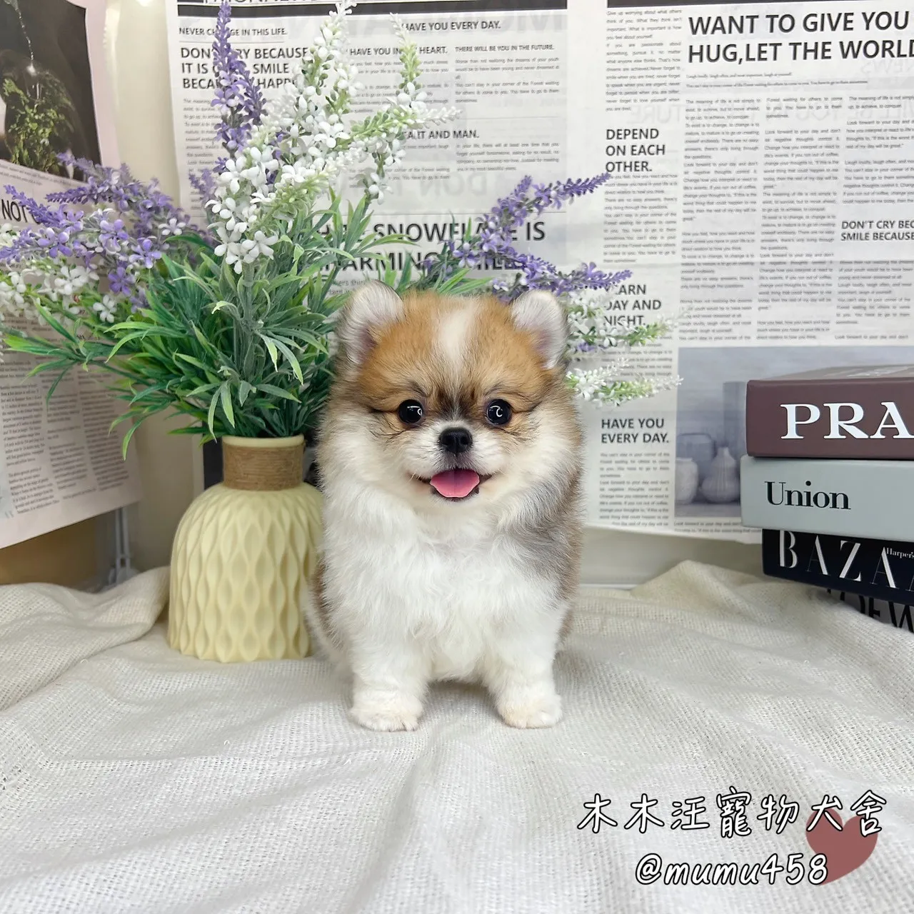 松鼠博美(奶油白花)