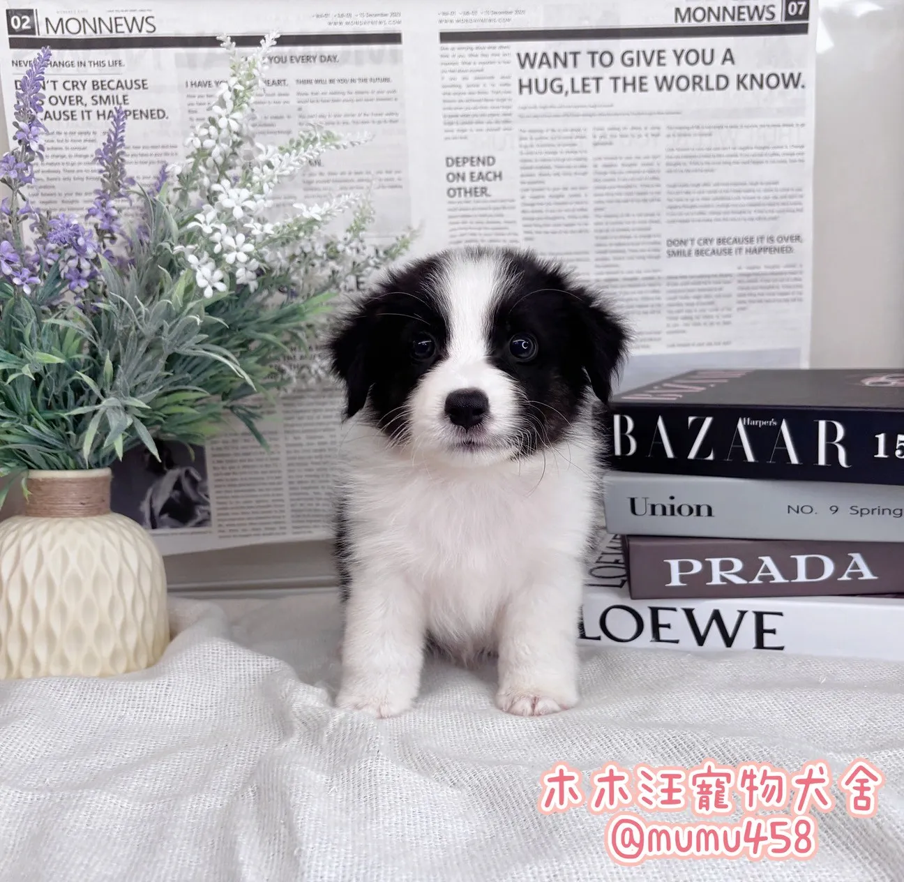 邊境牧羊犬(黑白色)