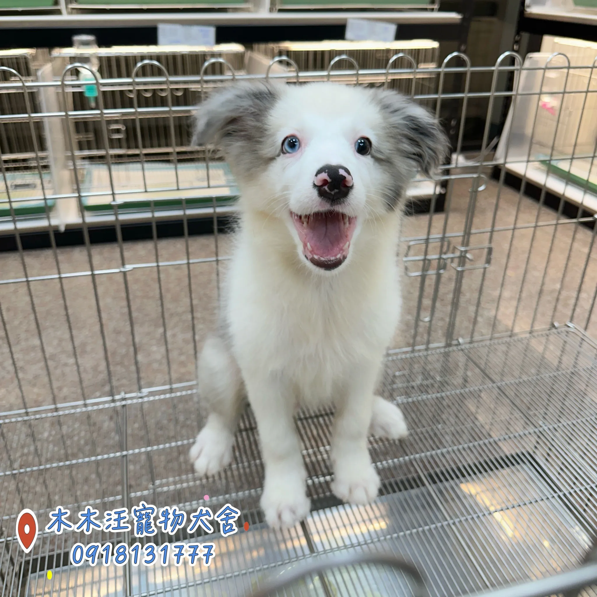 邊境牧羊犬(隕石色)