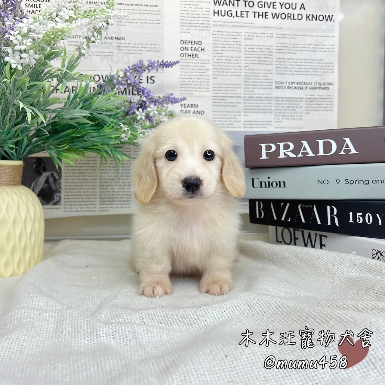 長毛臘腸(奶油色)