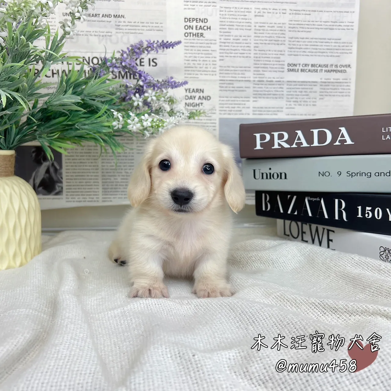 長毛臘腸(奶油色)