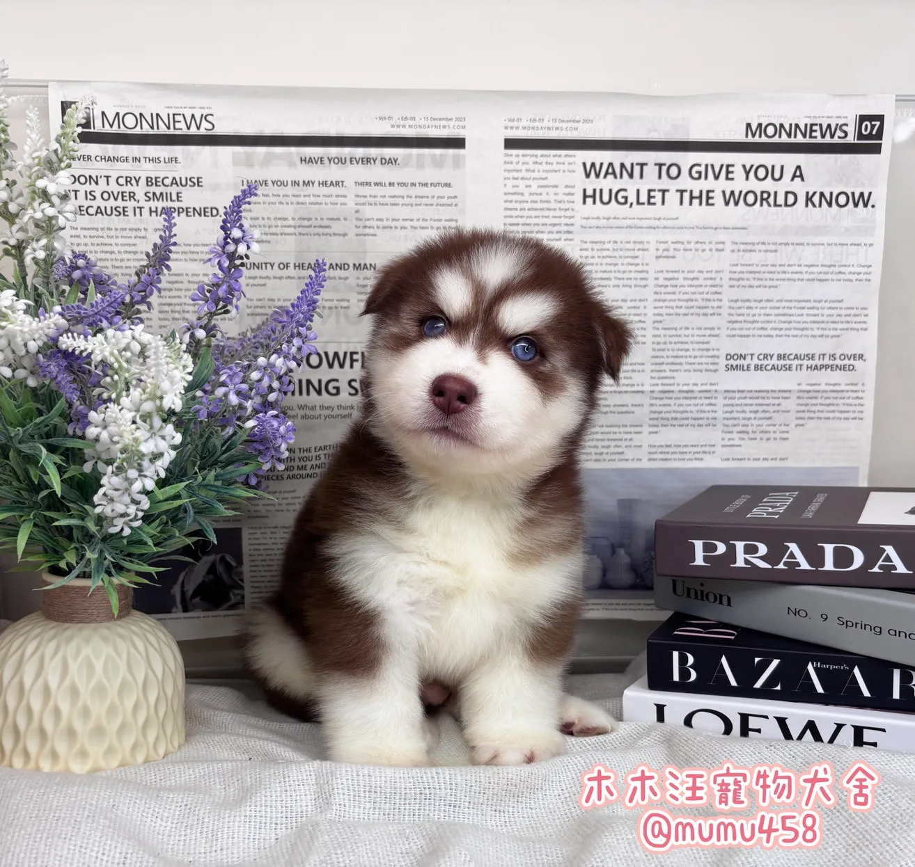 西伯利亞哈士奇(紅白)