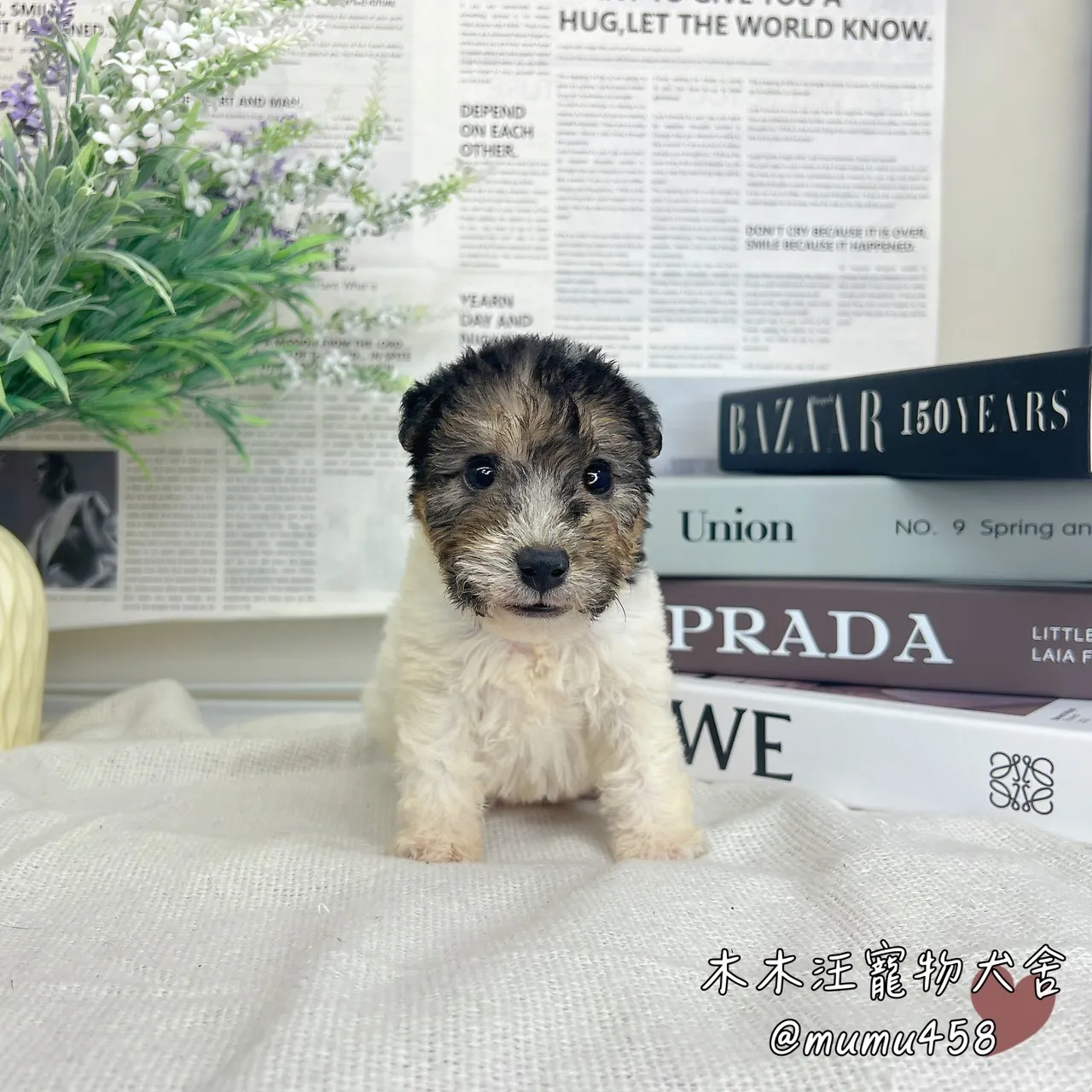 剛毛獵狐梗(懷亞鐵利亞)