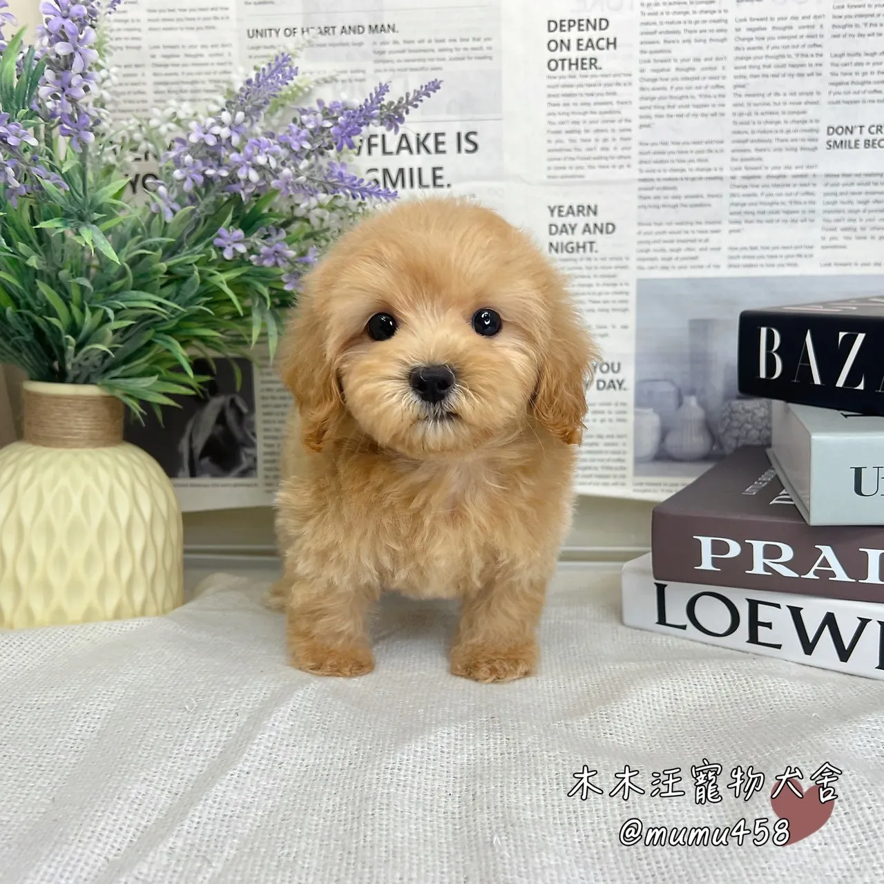 瑪爾泰迪(奶油)