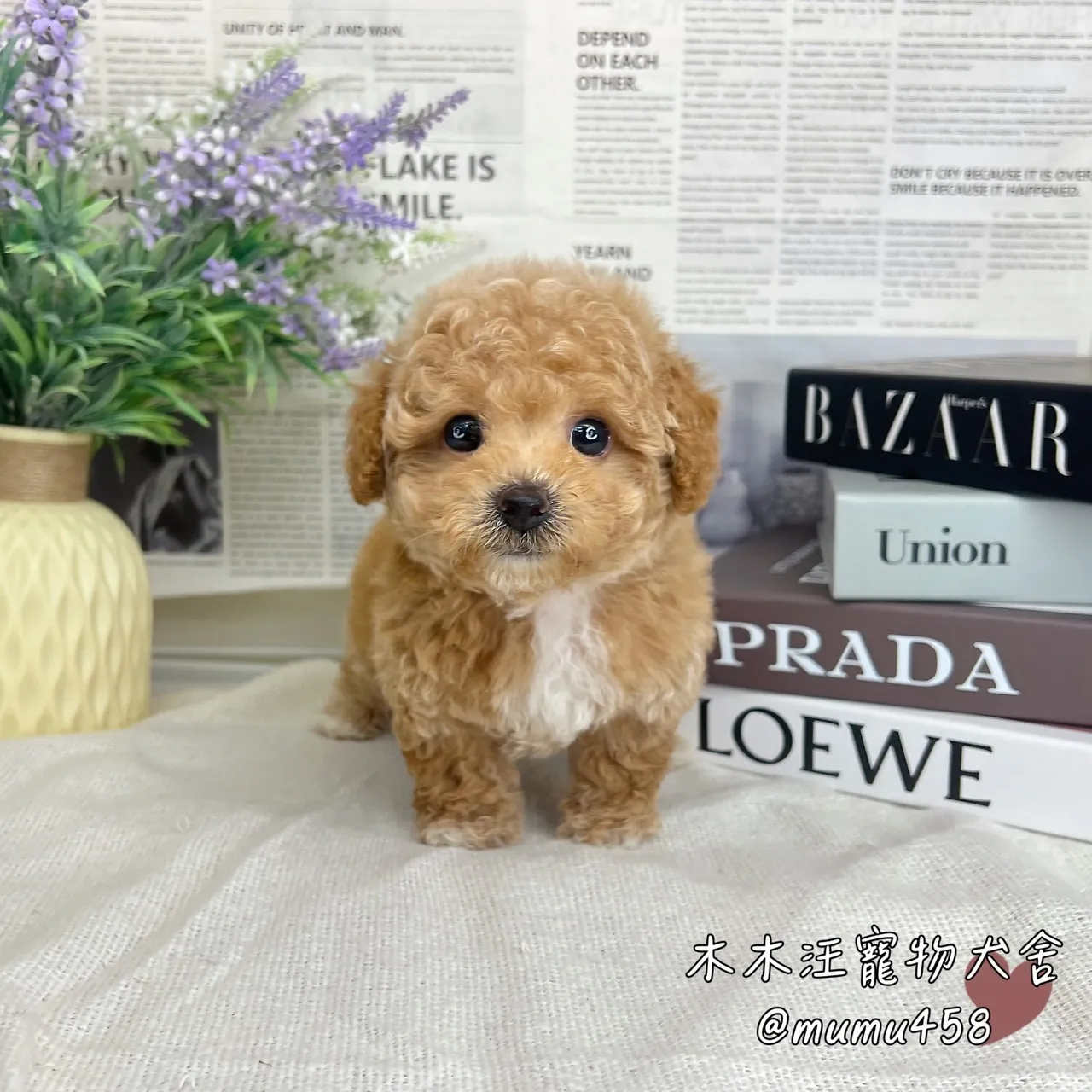 瑪爾泰迪(奶油白花)