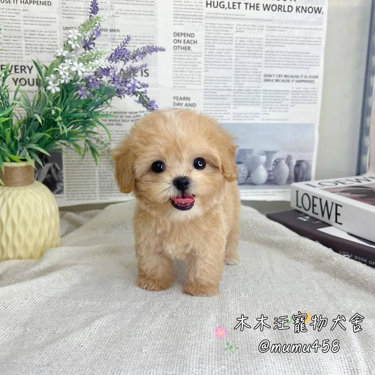 瑪爾泰迪(奶油)