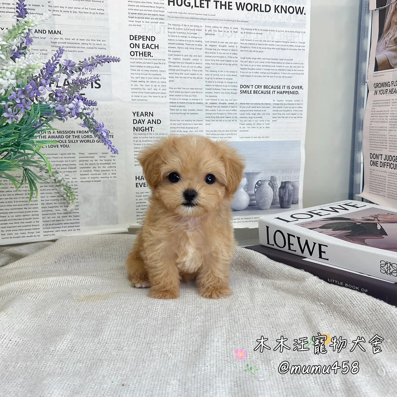 瑪爾泰迪(奶油)