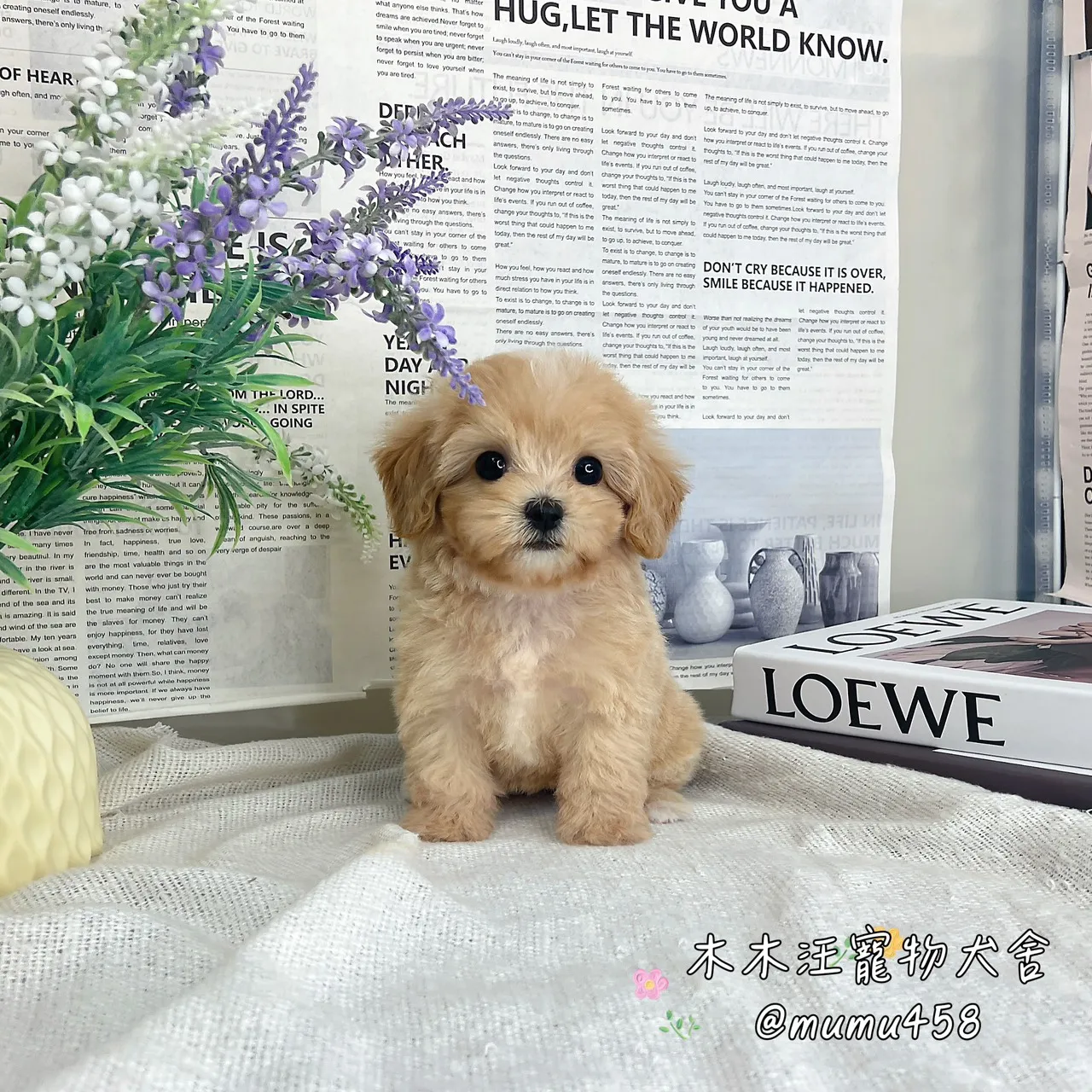 瑪爾泰迪(奶油)