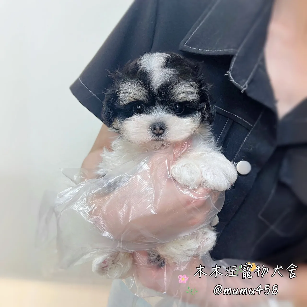 瑪爾泰迪(三色)