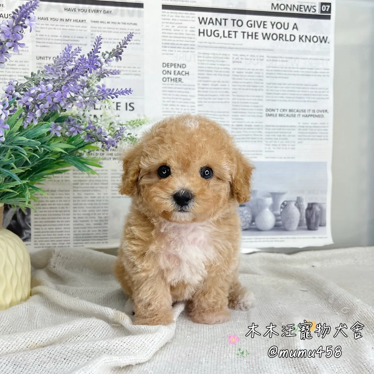 泰迪熊(貴賓比熊)