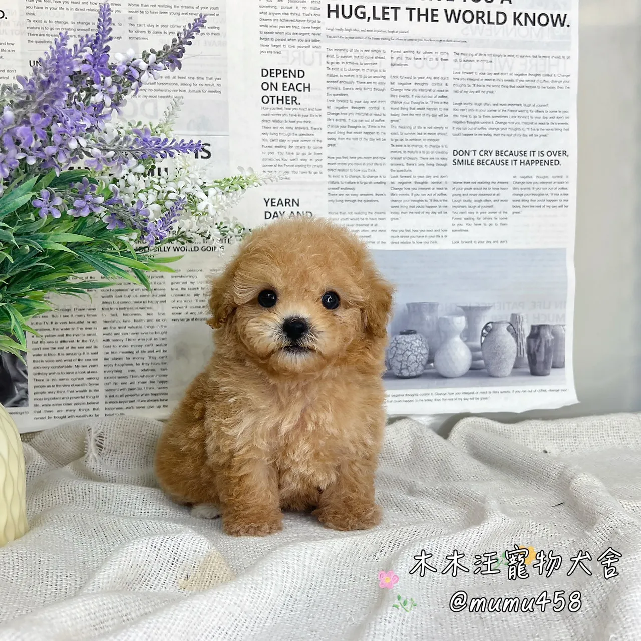 泰迪熊(貴賓比熊)