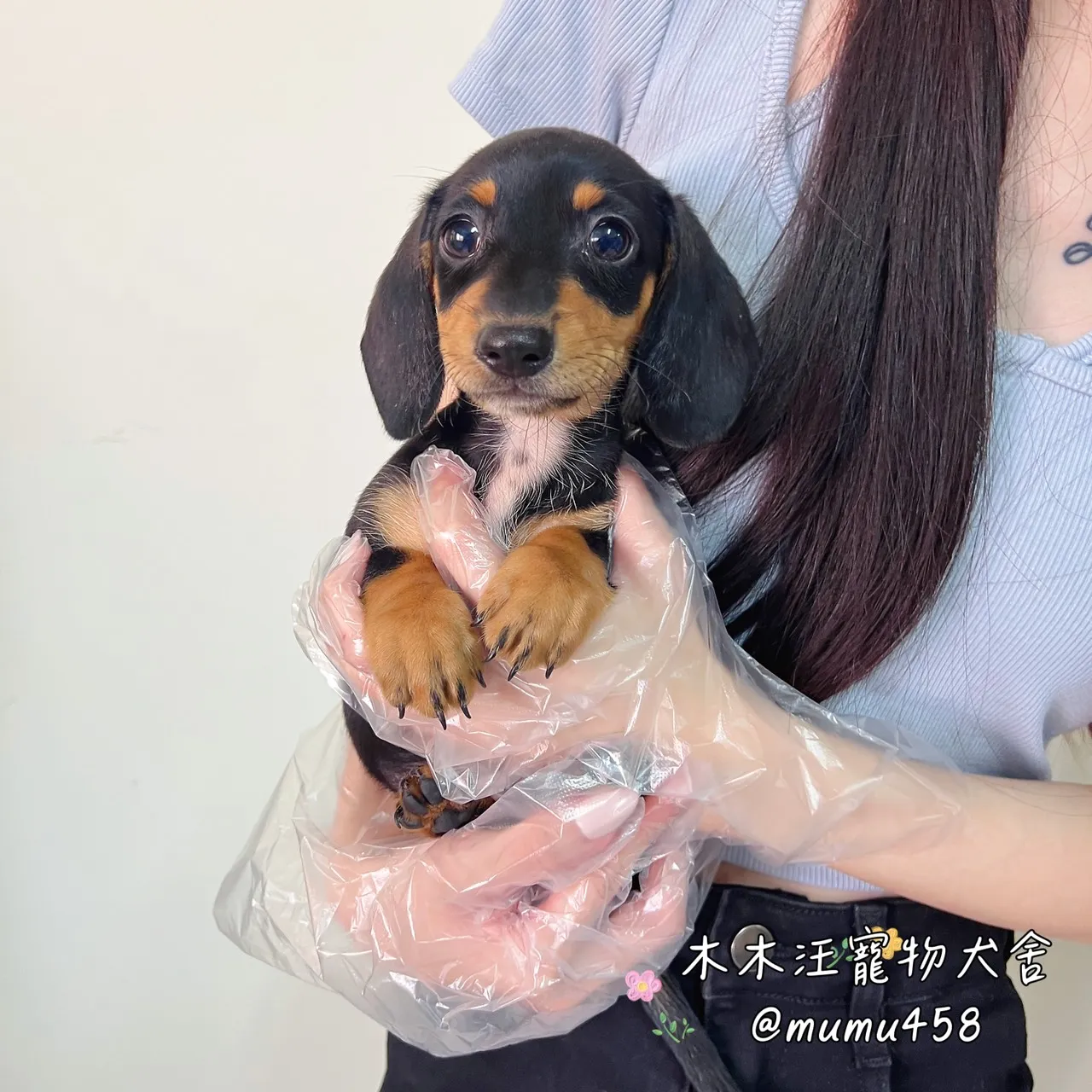 短毛臘腸(黑四目)