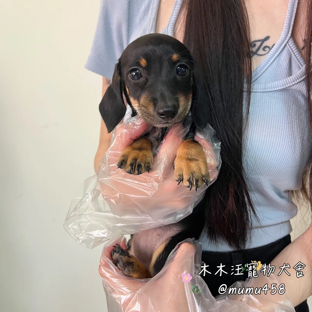 短毛臘腸(黑四目)