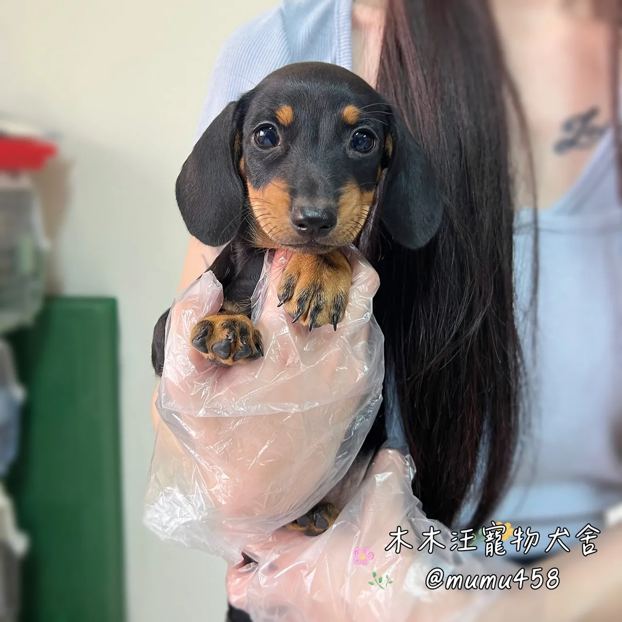 短毛臘腸(黑四目)