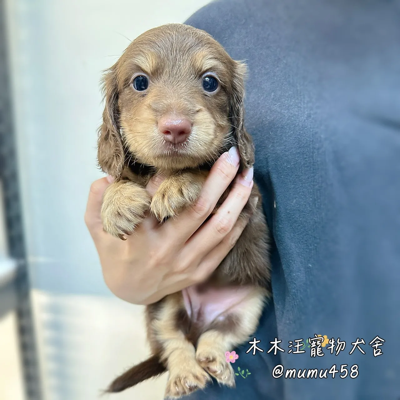 長毛臘腸(巧奶)