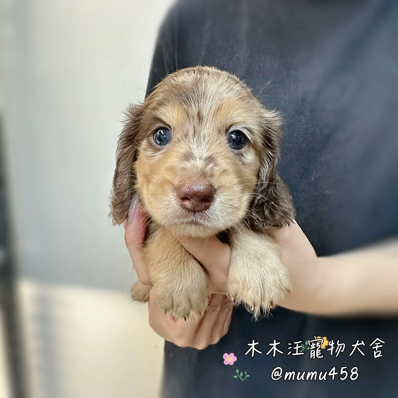 長毛臘腸(巧花大理石)