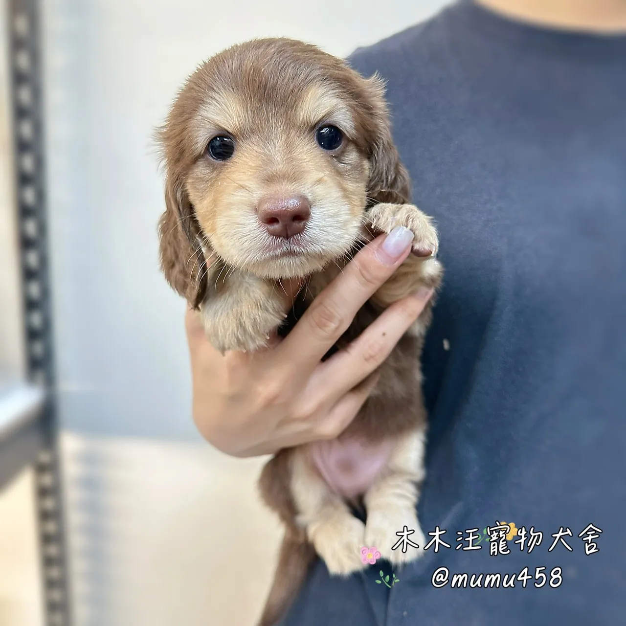 長毛臘腸(巧奶)