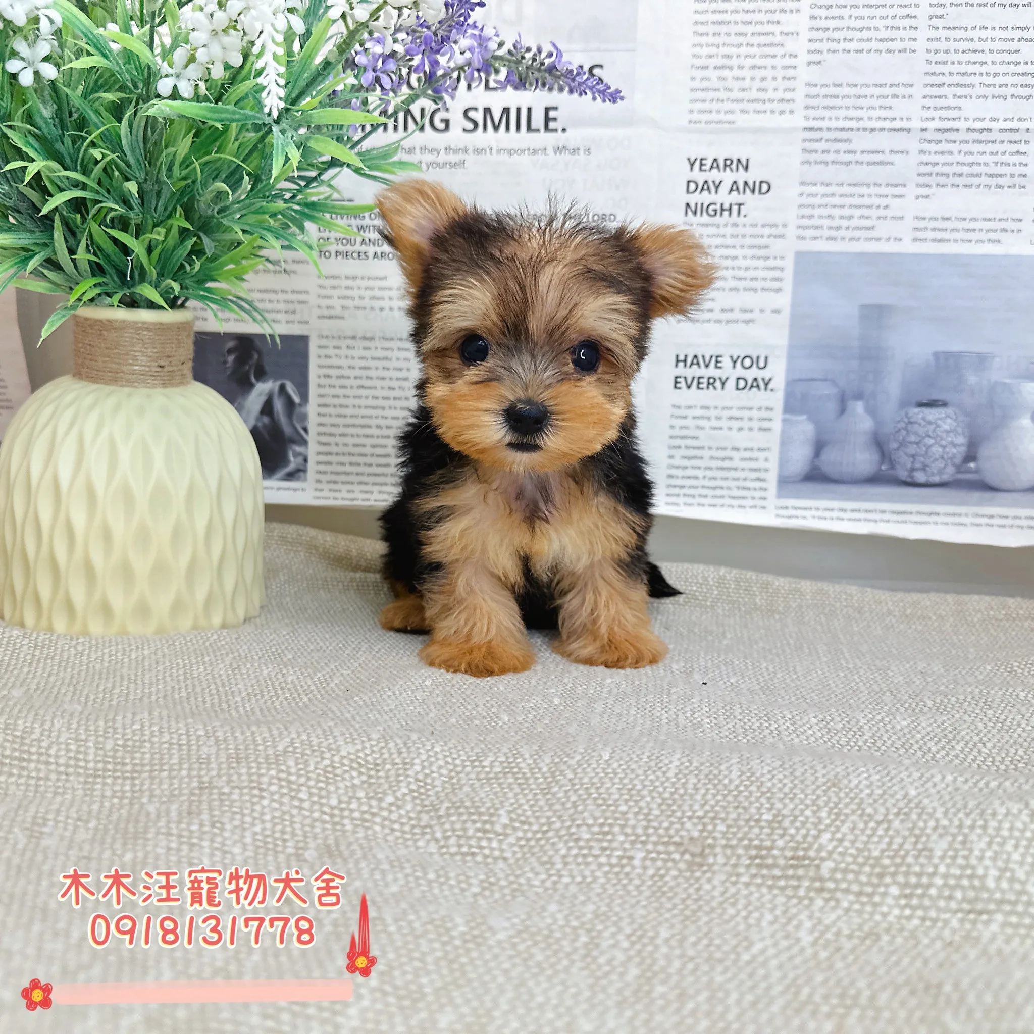 約克夏(金頭銀背)